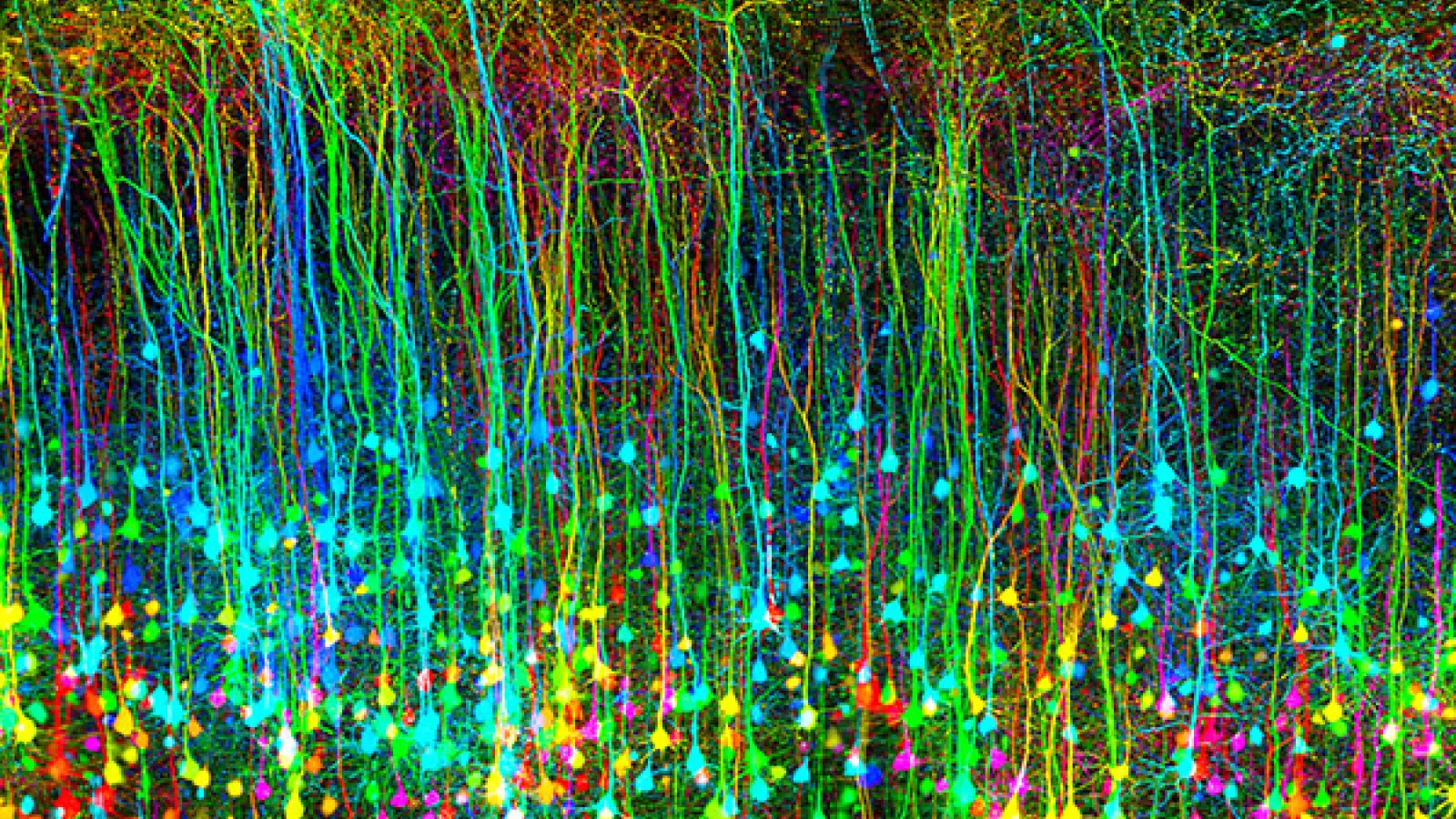 Fluorescence confocal image cortical pyramidal neurons