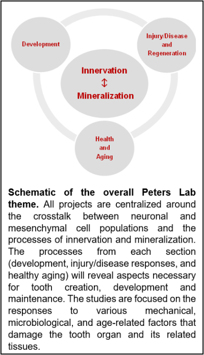 Schematic of the overall Peters Lab theme