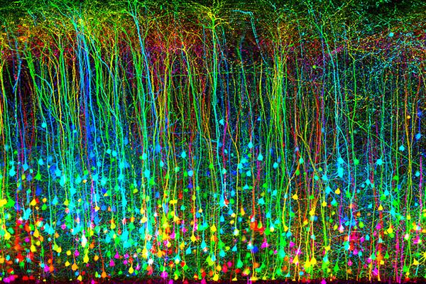 Fluorescence confocal image cortical pyramidal neurons