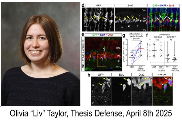 Olivia Taylor Thesis Defense April 8th