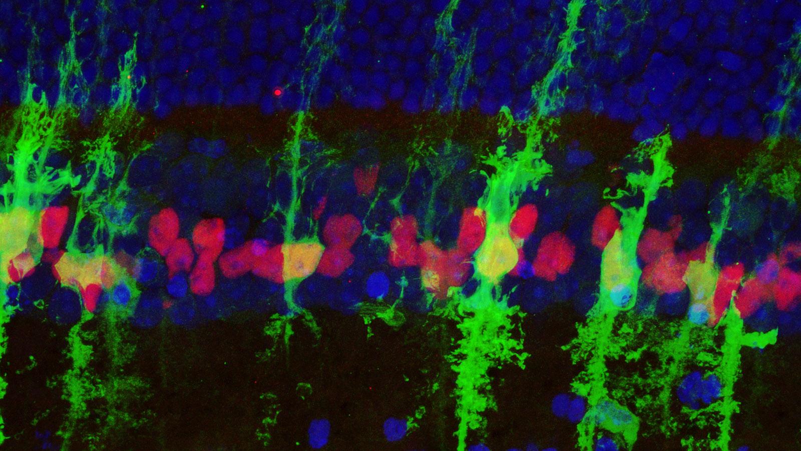 Ascl1-over expressing MG in the mouse retina