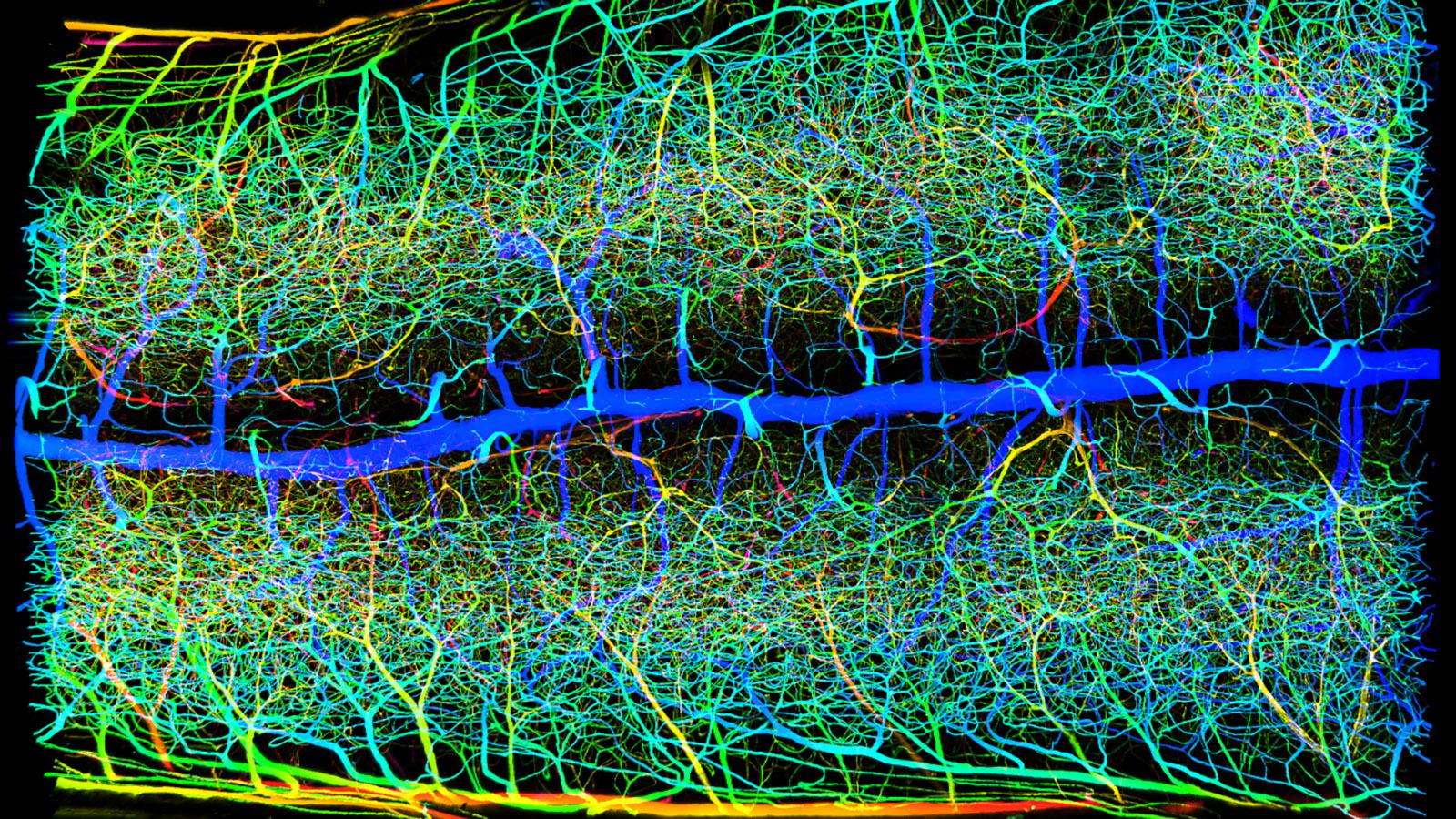 vasculature in the spinal cord