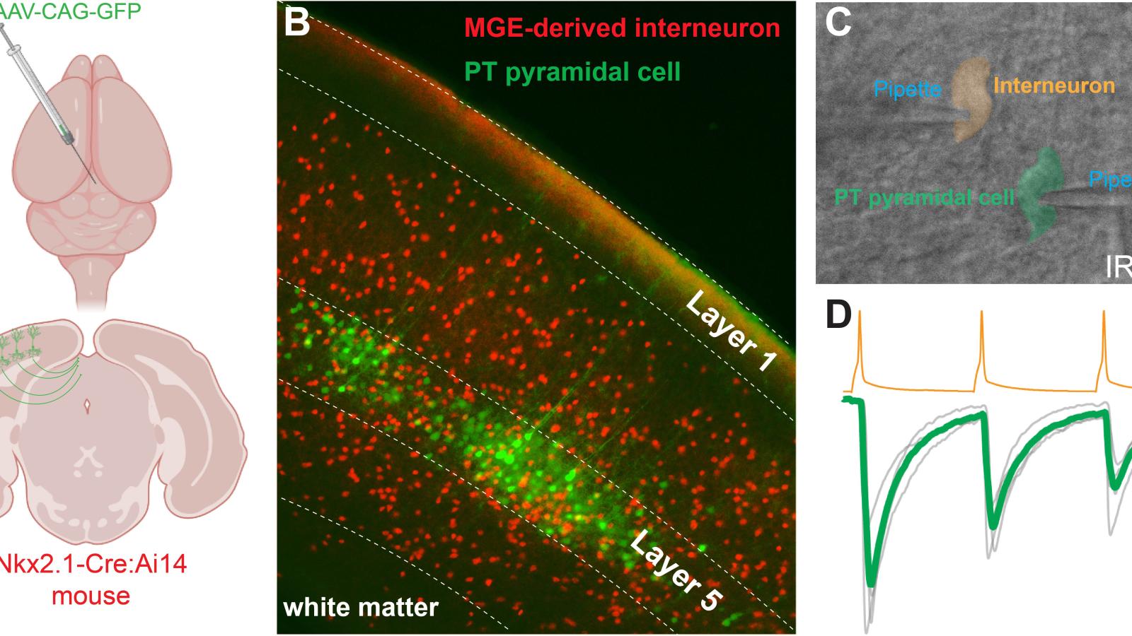 Systems neuroscience approaches