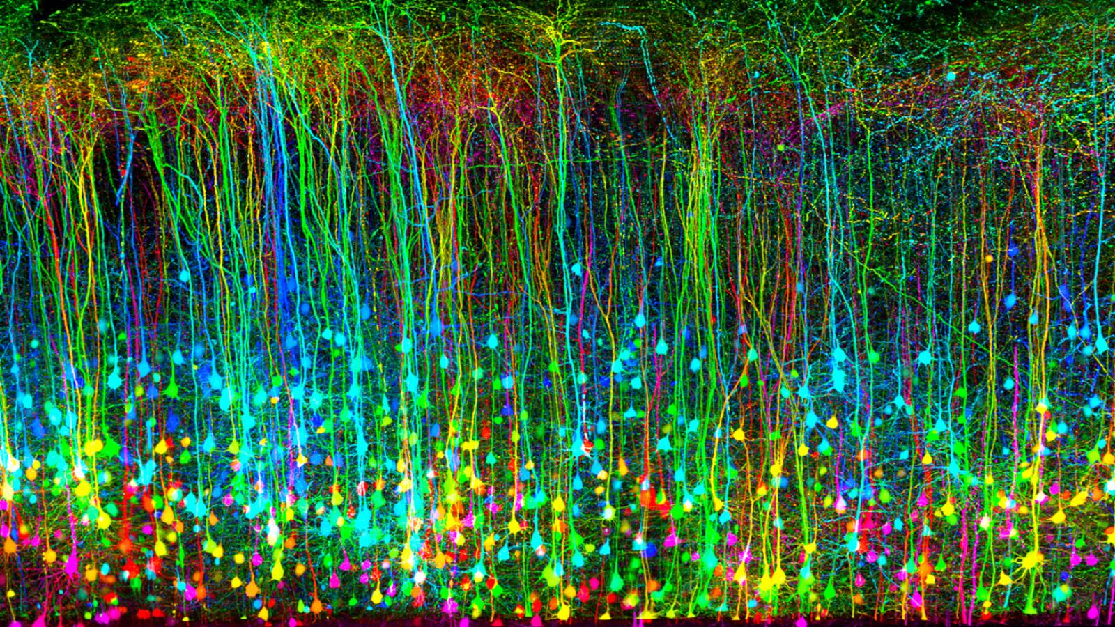 pyramidal neurons in the cortex