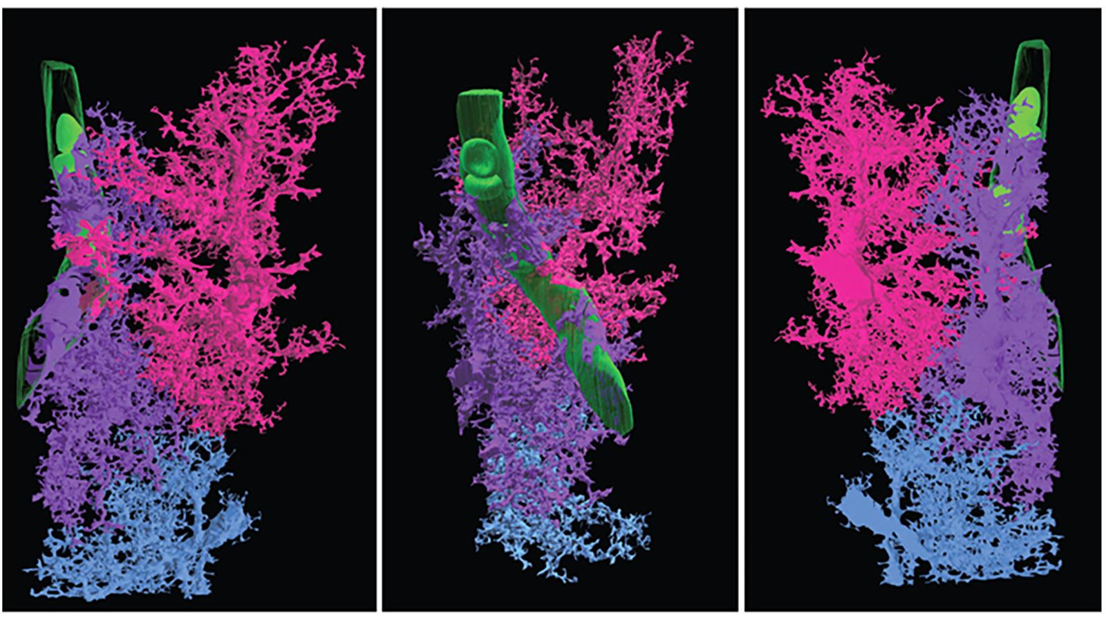 3D reconstruction of astrocytes