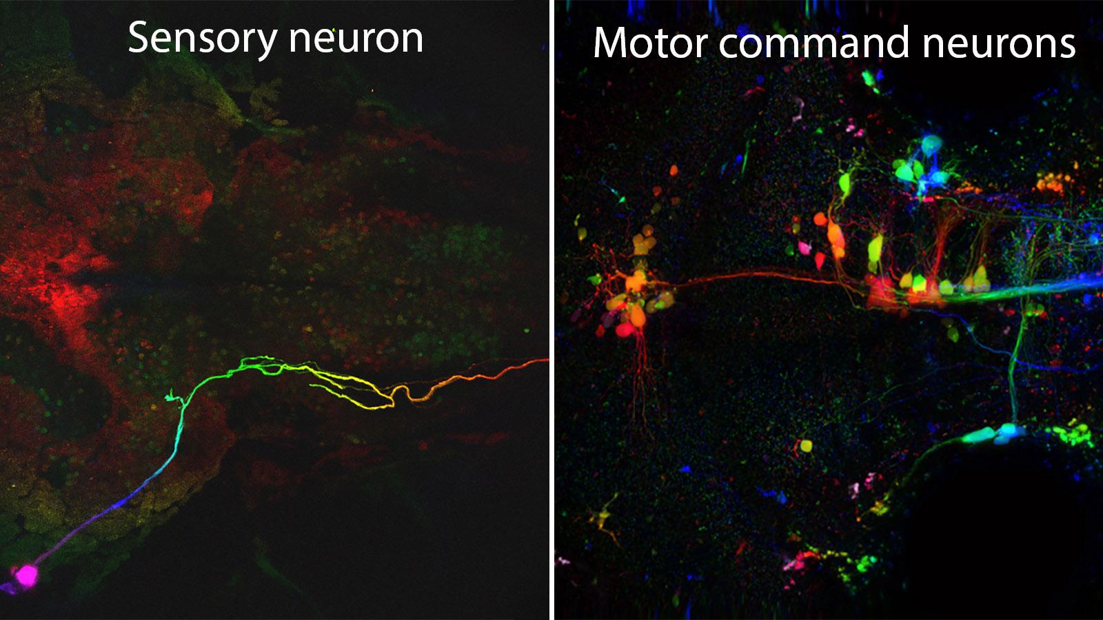 Neuronal activation following sensory stimuli