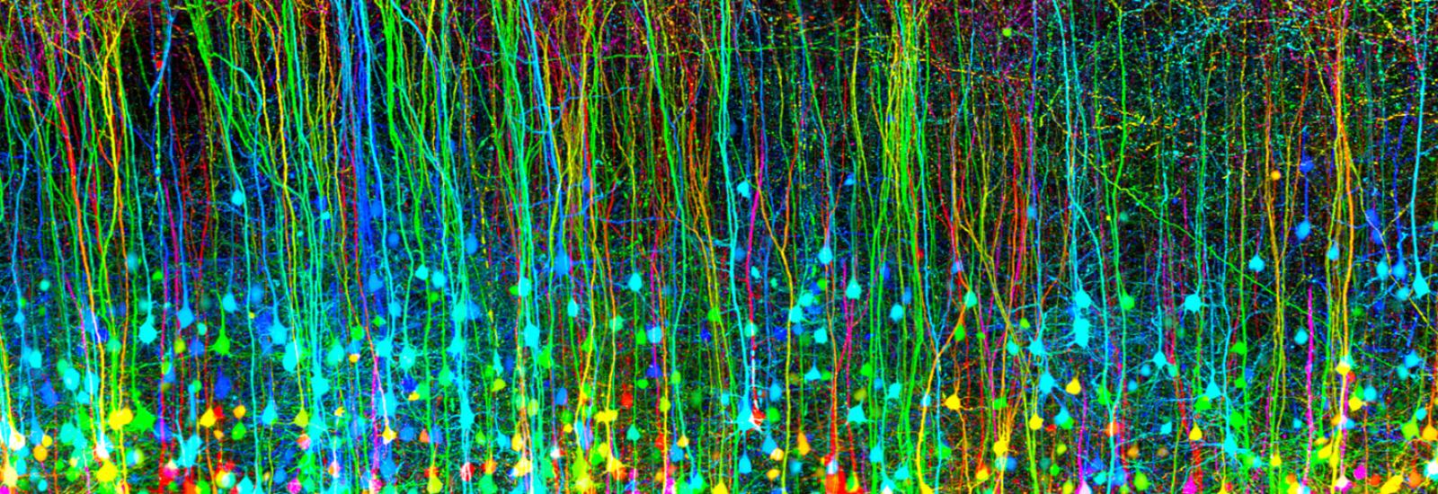 pyramidal neurons in the cortex