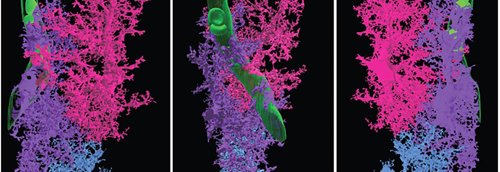 3D reconstruction of astrocytes